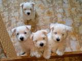 Собаки, щенята Вестхайленд уайт тер'єр, ціна 12500 Грн., Фото