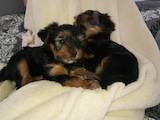 Собаки, щенки Йоркширский терьер, цена 2800 Грн., Фото