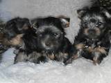 Собаки, щенки Йоркширский терьер, цена 4999 Грн., Фото