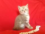 Кішки, кошенята Шотландська короткошерста, ціна 2800 Грн., Фото