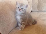 Кошки, котята Шотландская короткошерстная, цена 2800 Грн., Фото