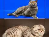 Кішки, кошенята Шотландська короткошерста, ціна 2800 Грн., Фото