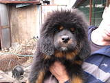 Собаки, щенята Тибетський мастиф, ціна 10000 Грн., Фото