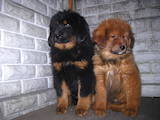 Собаки, щенки Тибетский мастиф, цена 10000 Грн., Фото
