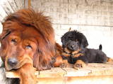Собаки, щенки Тибетский мастиф, цена 10000 Грн., Фото