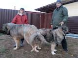 Собаки, щенки Кавказская овчарка, Фото