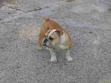 Собаки, щенята Англійський бульдог, ціна 12000 Грн., Фото