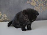 Кошки, котята Шотландская короткошерстная, цена 1200 Грн., Фото