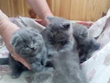 Кішки, кошенята Британська короткошерста, ціна 900 Грн., Фото