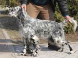 Собаки, щенята Англійський сетер, ціна 26000 Грн., Фото