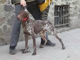 Собаки, щенята Німецька гладкошерста лягава, ціна 21000 Грн., Фото