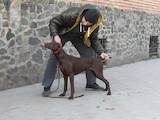 Собаки, щенята Німецька гладкошерста лягава, ціна 21000 Грн., Фото