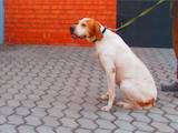 Собаки, щенята Англійський пойнтер, ціна 26000 Грн., Фото
