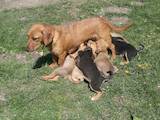 Собаки, щенята Невідома порода, ціна 10 Грн., Фото