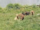 Собаки, щенки Неизвестная порода, цена 10 Грн., Фото