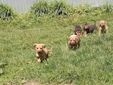 Собаки, щенки Неизвестная порода, цена 10 Грн., Фото