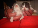 Кішки, кошенята Екзотична короткошерста, ціна 4500 Грн., Фото