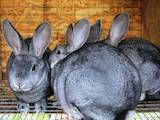 Животноводство,  Сельхоз животные Кролики, Нутрии, цена 450 Грн., Фото