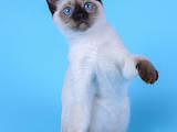 Кошки, котята Тайская, цена 9000 Грн., Фото