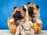 Собаки, щенки Вольфшпиц, цена 10000 Грн., Фото