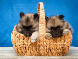 Собаки, щенки Вольфшпиц, цена 10000 Грн., Фото
