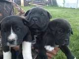 Собаки, щенки Шарпей, цена 700 Грн., Фото