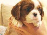 Собаки, щенята Кавалер-кинг-чарльз спаніель, ціна 38500 Грн., Фото