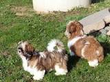 Собаки, щенки Ши-тцу, цена 4900 Грн., Фото
