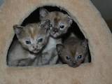 Кішки, кошенята Бурма, ціна 4500 Грн., Фото