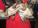 Собаки, щенята Гладкошерста такса, ціна 600 Грн., Фото