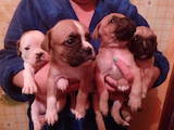 Собаки, щенки Боксер, цена 4000 Грн., Фото