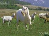 Тваринництво,  Сільгосп тварини Кози, ціна 6 Грн., Фото