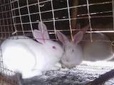 Тваринництво,  Сільгосп тварини Кролики, Нутрії, ціна 90 Грн., Фото