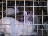 Животноводство,  Сельхоз животные Кролики, Нутрии, цена 90 Грн., Фото