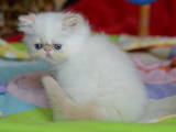 Кошки, котята Персидская, цена 2500 Грн., Фото