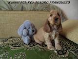 Собаки, щенята Англійський коккер, ціна 1500 Грн., Фото