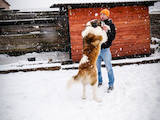Собаки, щенки Московская сторожевая, Фото