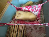 Грызуны Морские свинки, цена 100 Грн., Фото