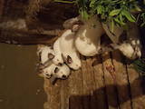 Гризуни Кролики, ціна 80 Грн., Фото