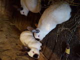 Грызуны Кролики, цена 80 Грн., Фото