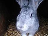 Грызуны Кролики, цена 90 Грн., Фото