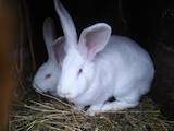 Гризуни Кролики, ціна 90 Грн., Фото