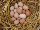 Продовольство Яйця, ціна 25 Грн., Фото