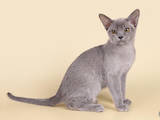 Кошки, котята Бурма, цена 25000 Грн., Фото