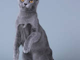 Кошки, котята Бурма, цена 25000 Грн., Фото