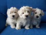 Собаки, щенки Вестхайленд уайт терьер, цена 5000 Грн., Фото