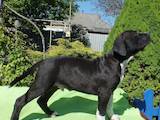 Собаки, щенки Американский стаффордширский терьер, цена 6000 Грн., Фото