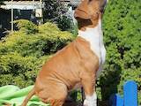 Собаки, щенята Американський стаффордширський тер'єр, ціна 6000 Грн., Фото