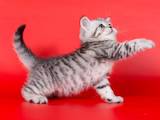 Кішки, кошенята Шотландська короткошерста, ціна 2500 Грн., Фото