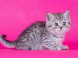 Кішки, кошенята Шотландська короткошерста, ціна 2300 Грн., Фото